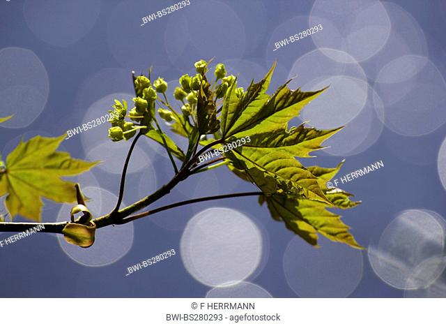 Norway maple Acer platanoides, blooming branch with light reflections, Germany, Saxony, Vogtland