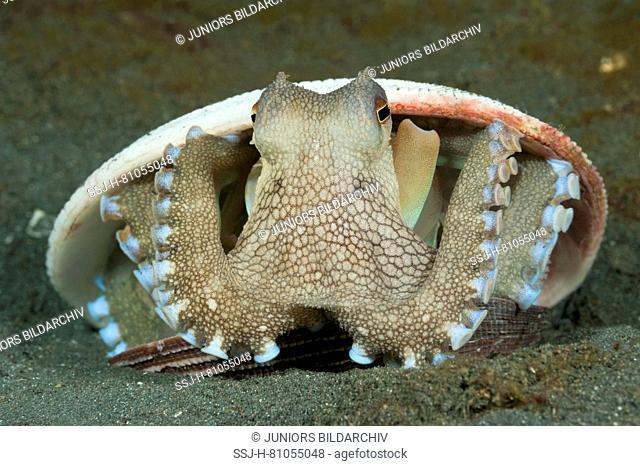 Coconut octopus, veined octopus (Amphioctopus marginatus), sitting in seashells its hide-out