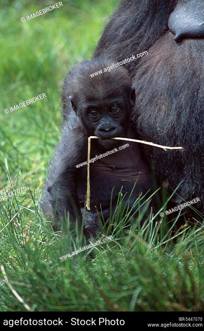 Western western lowland gorilla (Gorilla gorilla gorilla), young with mother