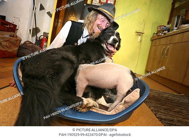 28 May 2019, Bavaria, Immenstadt: Dieter Schetz, circus director of a small animal circus, keeps Molly in his house, who is suckling the six-week-old piglet...
