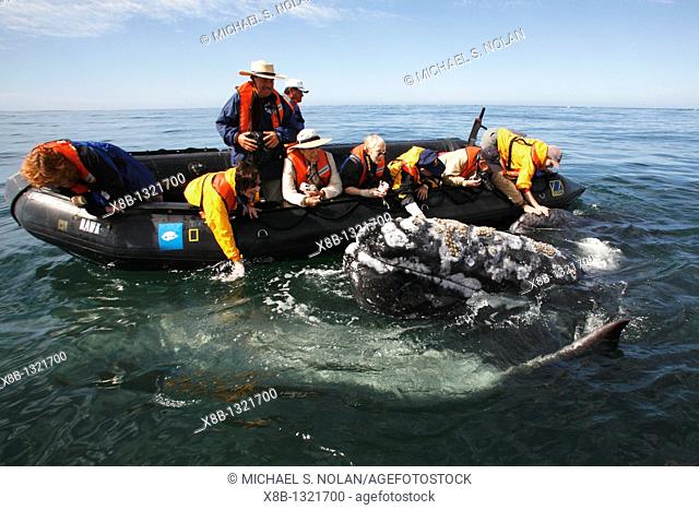 Adult California gray whale Eschrichtius robustus approaches excited whale watchers in the calm waters of San Ignacio Lagoon, Baja California Sur, Mexico