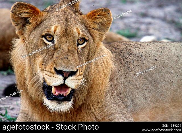 Löwen, Südafrika, Kruger Nationalpark, wildlife