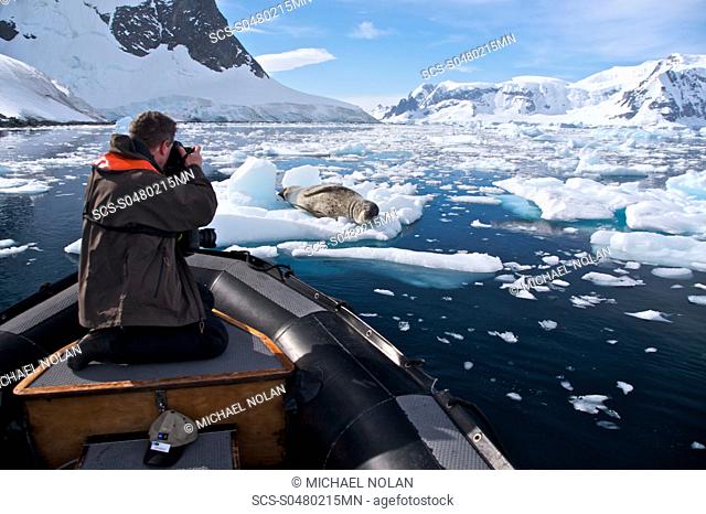 kayaking with a leopard seal near Danco Island, Antarctica The Leopard seal Hydrurga leptonyx is the second largest species of seal in the Antarctic after the...