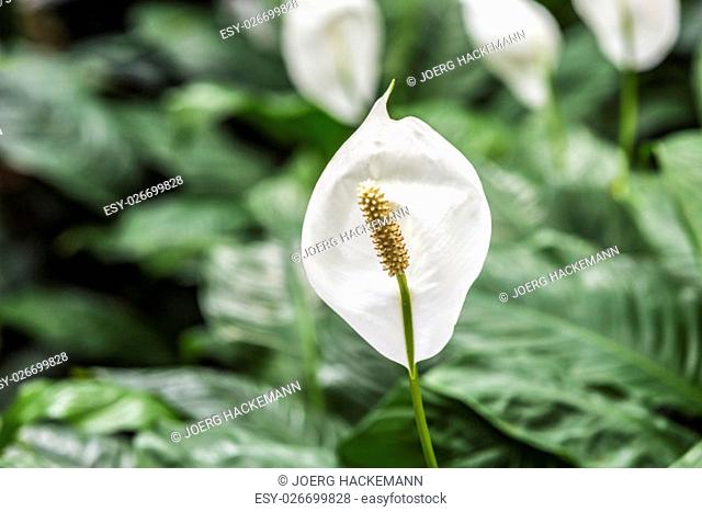 White Calla Lily with harmonic soft tropical background