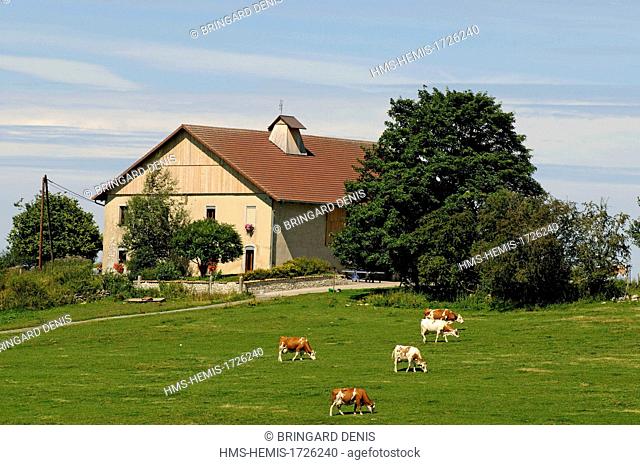 France, Doubs, Charquemont, farm typical with tuyé in the Haut Doubs, Montbeliard cows in a feed