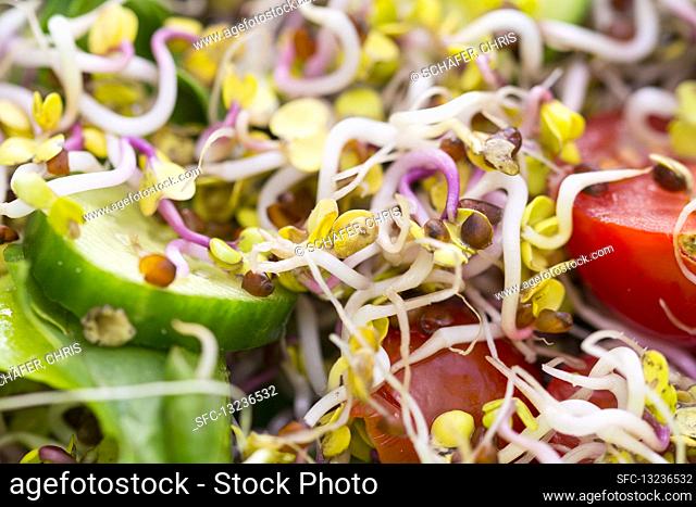 Fresh beansprouts with cucumber and tomatoes