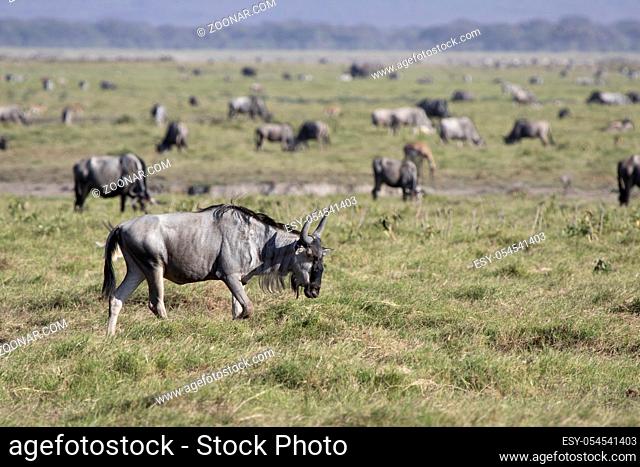 young wildebeest antelope walking along the savanna against the background of grazing herds of ungulates
