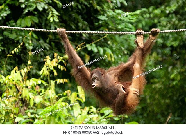 Bornean Orang-utan Pongo pygmaeus immature female, hanging from rope, Sepilok Rehabilitation Centre, Sabah, Borneo, Malaysia