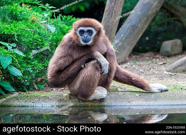 Lar Gibbon, or a white handed gibbon (Hylobates lar) plays with water