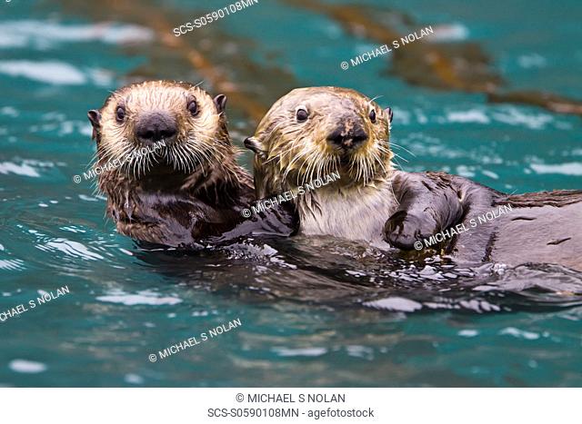 Adult sea otter Enhydra lutris kenyoni mother and pup in Inian Pass, Southeastern Alaska, USA Pacific Ocean MORE INFO: This sub-species ranges from the Aleutian...