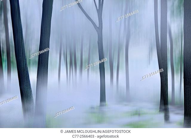 Landscape, trees, tree, forest, mist, fog, moody