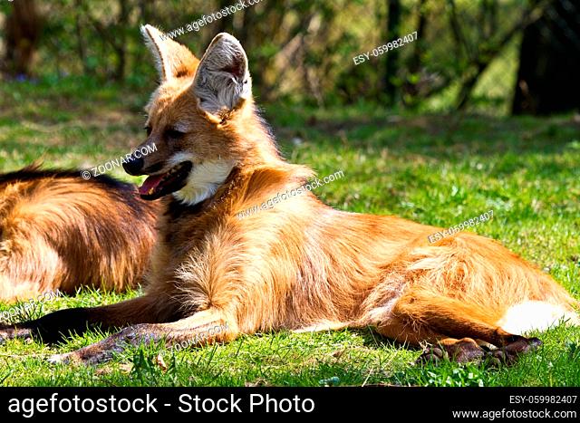The Maned Wolf, Chrysocyon brachyurus is the largest canid of South America. This mammal lives in open and semi-open habitats