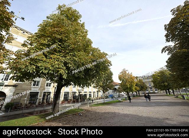 PRODUCTION - 26 October 2023, Baden-Württemberg, Stuttgart: A chestnut tree infested with leaf miners is seen in an avenue in the castle square