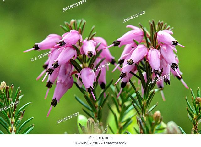 spring heath (Erica herbacea, Erica carnea), blooming, Italy, South Tyrol, Dolomites