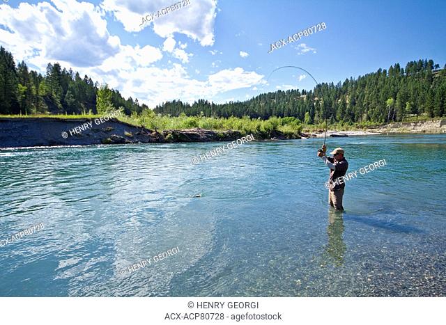 Middle-aged man fly-fishing on Bull river, East Kootenays, BC, Canada