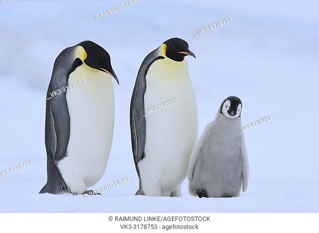 Emperor penguins, Aptenodytes forsteri, Pair with Chick, Snow Hill Island, Antartic Peninsula, Antarctica