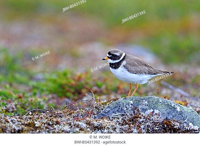 ringed plover (Charadrius hiaticula), stands in the fjell, Norway, Varanger Peninsula