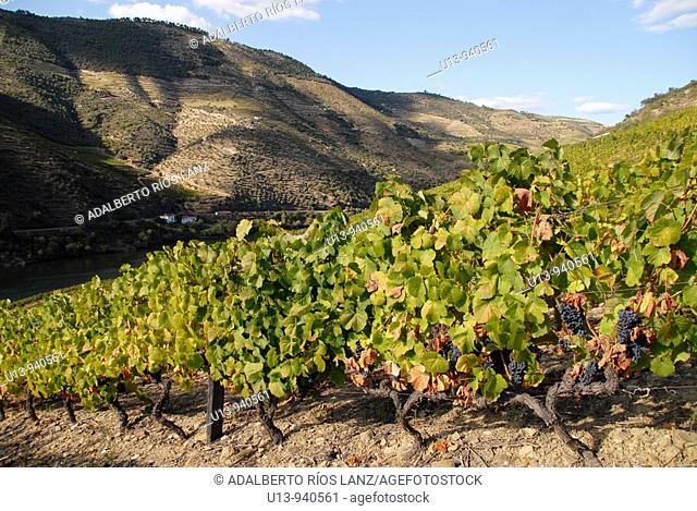 Grape Fields at the Symington States, Pinhao,  Duoro Valley, Duoro, Portugal