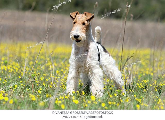 Dog Wire Fox Terrier / adult standing in a field of flowers