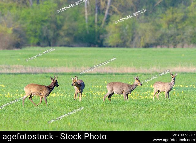 Leap roe deer (Capreolus capreolus) in a meadow, spring, April, Hesse, Germany