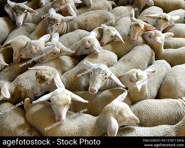 28 March 2023, Saxony, Polenz/Machern: Several weeks old lambs are standing in a sheep pen in Polenz at Landwirtschafts GmbH Machern near Leipzig (Saxony)