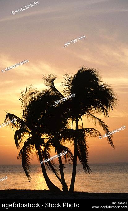 Palm trees at sunset, Sanibel Island, Florida, USA, North America