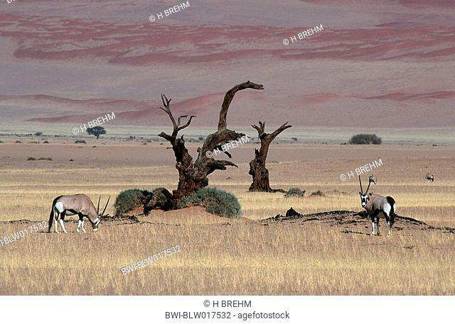gemsbock, beisa Oryx gazella, Sep 97