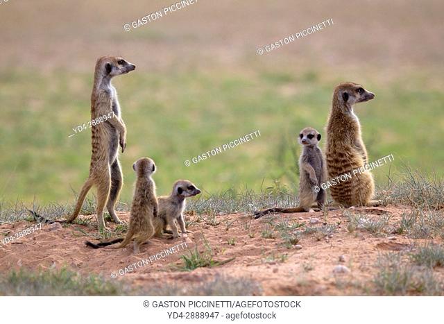 Suricate (Suricata suricatta), alert to the possible attack of a predator. While watching the rest of the group is dedicated to hunt all kinds of insects