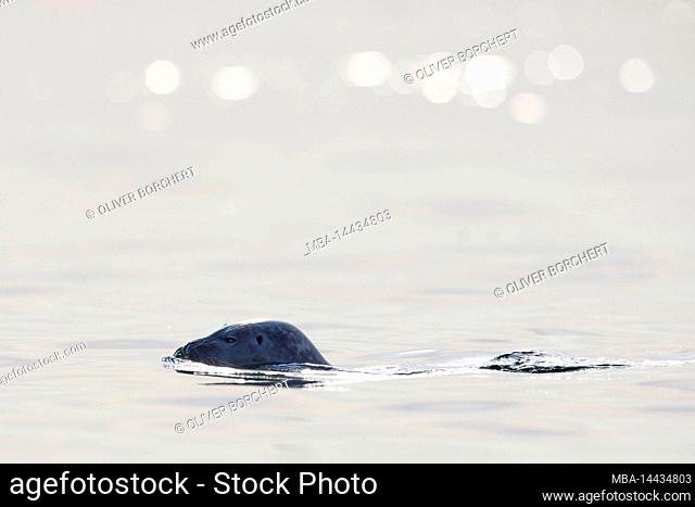 Seal, Phoca vitulina, Baltic Sea, Mecklenburg-Western Pomerania