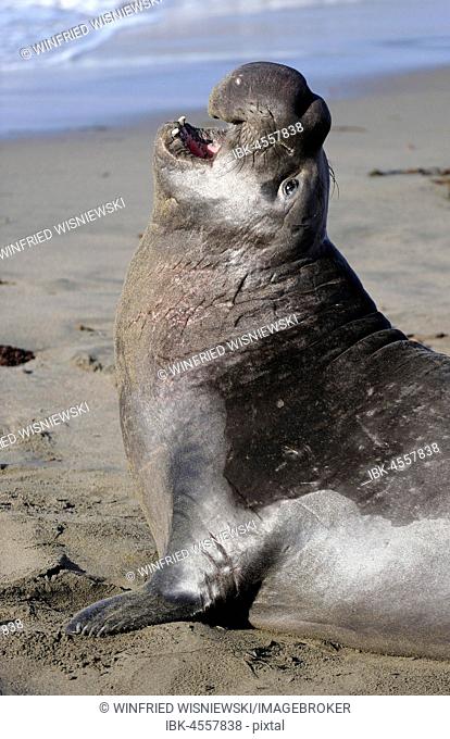 Northern Elephant Seal (Mirounga angustirostris), calling, Beach of San Simeon, Piedras Blancas Colony, California, USA