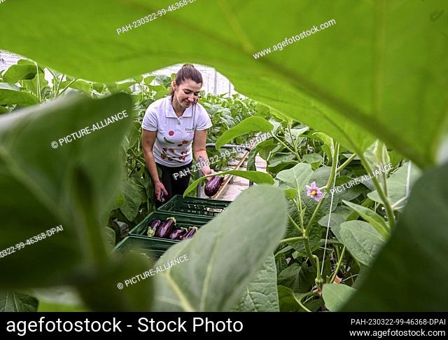 22 March 2023, Brandenburg, Fretzdorf: In the greenhouses of Werder Frucht GmbH in North Brandenburg near Wittstock/Dosse, Angelika harvests the first eggplants
