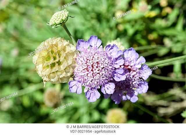 Scabiosa cretica is a perennial herb native to western Mediterranean region and Balearic Islands. Inflorescence and fruits detail