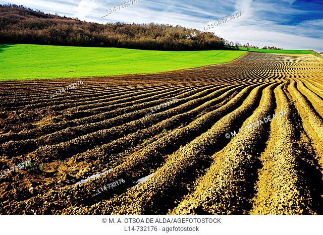 Field of asparagus. La Llanada, Alava, Basque Country, Spain