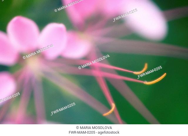 Cleome hassleriana, Spider flower / Cleome