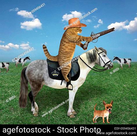 The beige cat in a cowboy hat with his dog grazes a herd of cows on the farm. He has an antique flintlock pistol