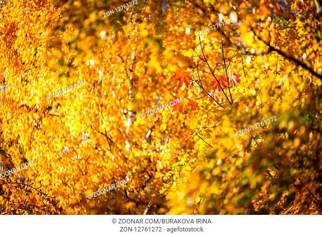 Yellow Birch leaves branches, bokeh background. Autumn spring background