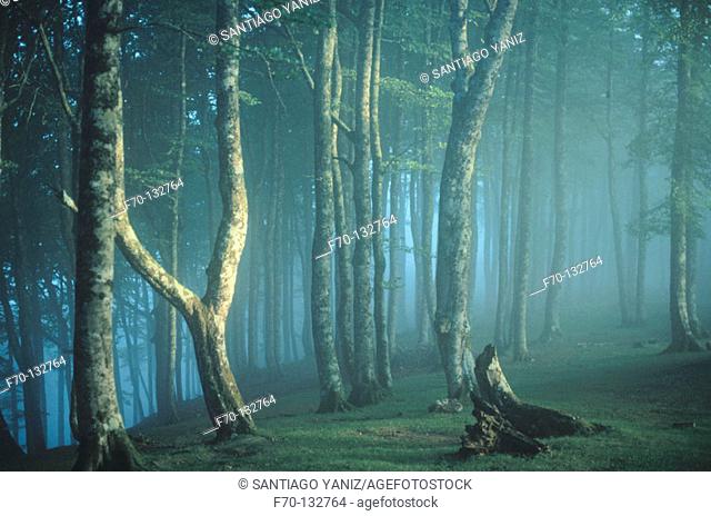 Irati forest. Navarre. Spain