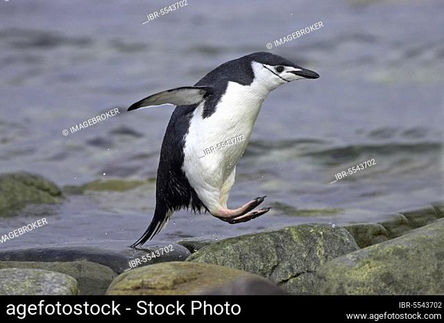Chinstrap Penguin, Chinstrap Penguins (Pygoscelis antarctica), chinstrap penguin, chinstrap penguins, penguins, animals, birds, Chinstrap Penguin adult