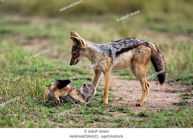 Black-backed jackal pup & its helper - body language of greeting (Canis mesomelas). Maasai Mara National Reserve, Kenya. Aug 2008