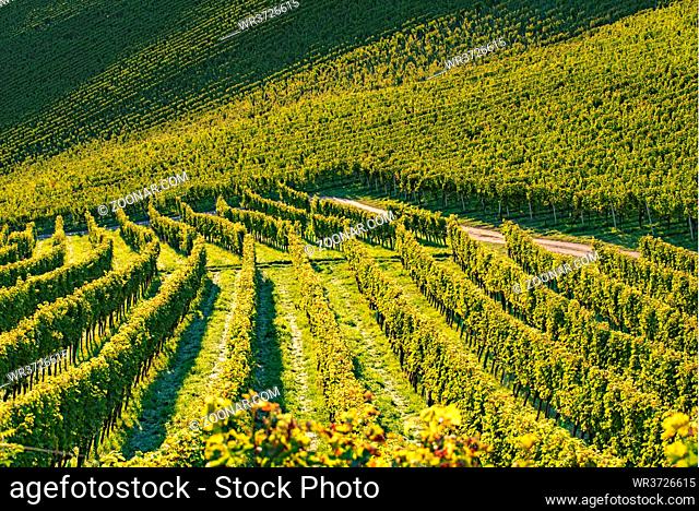Rows Of Vineyard Grape Vines. Autumn Landscape. Austria south Styria . Abstract Background