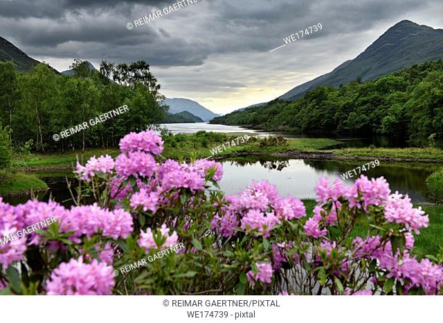 Pink Rhododendron flowers on River Leven at the Head of Loch Leven in Kinlochleven with Pap of Glencoe sugarcone and Mam na Gualainn ridge Scotland