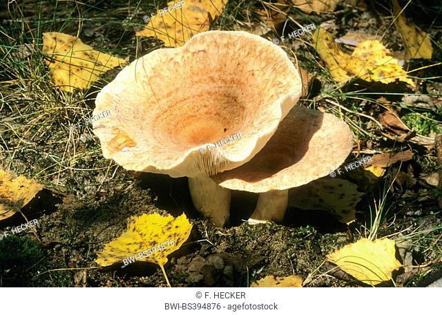 Woolly milkcap, Bearded milkcap (Lactarius torminosus), fruiting body between autumnal birch leaves, Germany
