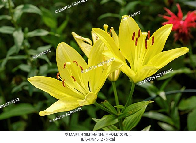 Yellow Fire lily (Lilium bulbiferum), garden plant, Germany