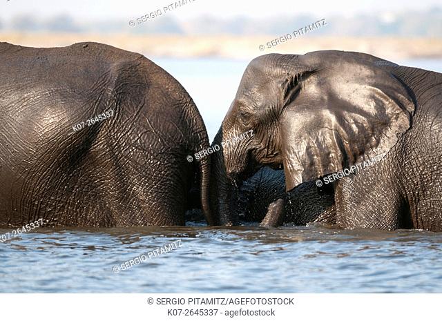 Elephant (Loxodonda africana), Chobe National Park, Botswana