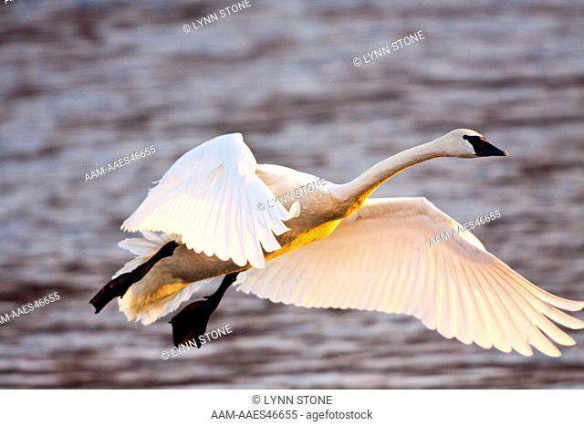 Trumpeter Swan (Cygnus buccinator) in flight approaching river at first light; while wintering on Mississippi River, Minnesota, USA