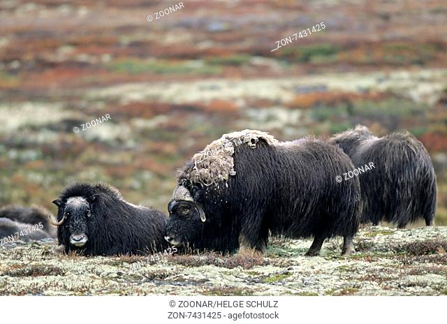 Bull and Muskox cows in the autumnally tundra