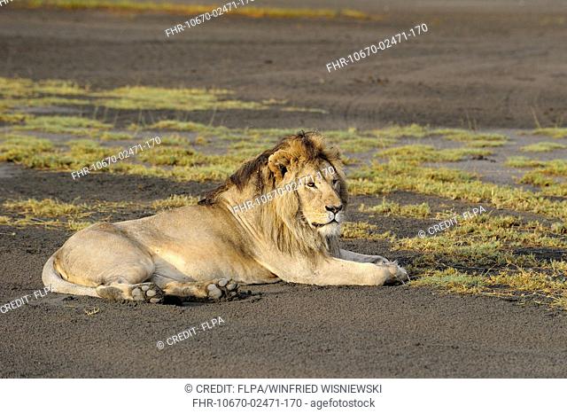 Masai Lion (Panthera leo nubica) adult male, resting on mud, Serengeti N.P., Tanzania, March