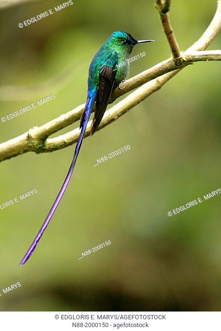 Long-tailed Sylph hummingbird San Eusebio Cloud Forest Venezuela