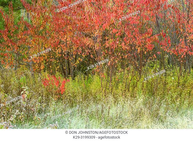 Frosted roadside grasses near an autumn pin cherry tree, Greater Sudbury, Ontario, Canada