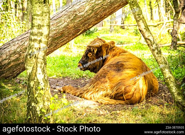 Scottisch highlander chilling in a Dutch forest
